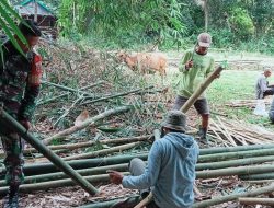 Babinsa Koramil 1407-19/Kahu Hadir Bantu Petani, Buat Pagar Bambu Pelindung Tanaman Warga