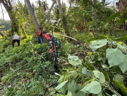 Babinsa Koramil 04/Tellusiatinge Kodim 1407/Bone Turun Ke Kebun, Dampingi Warga Rawat Tanaman Kelapa