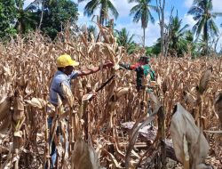 Babinsa Koramil 05 Ulaweng Kodim 1407/Bone Menyatu Dengan Aktivitas Petani Saat Panen Jagung Di Ta’cipong