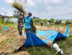 Babinsa Koramil Mare Kodim 1407/Bone Turun Ke Sawah, Bantu Petani Panen Padi Di Lappa Upang