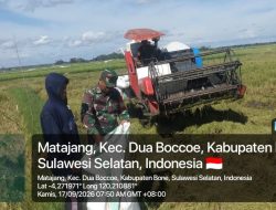 Bersama Petani Di Sawah, Babinsa Koramil Dua Boccoe Kodim Bone Gotong Royong Melaksanakan Panen Padi Di Dusun 1 Desa Matajang