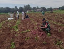 Bersama Warga Di Lahan Pertanian, Babinsa Awangpone Dampingi Panen Ubi Sebagai Wujud Dukungan Terhadap Ketahanan Pangan