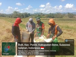 Dukung Ketahanan Pangan, Babinsa Koramil 10/Ponre Dampingi Dan Bantu Petani Panen Padi Di Desa Bolli
