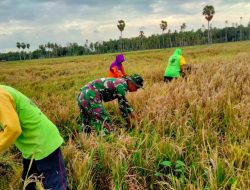 Dukung Petani, Babinsa Koramil Ajangale Kodim 1407/Bone Bantu Warga Panen Padi di Desa Sengeng Palie