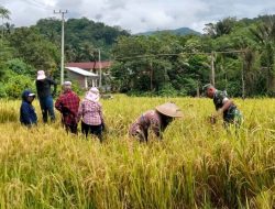 Babinsa Koramil Bontocani Kodim 1407/Bone Dampingi Warga Saat Panen di Kelurahan Kahu