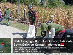 Panen Bersama Warga, Babinsa Koramil 02/Dua Boccoe Kodim 1407/Bone Tunjukkan Kepedulian di Padacenga