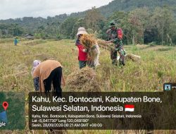 Babinsa Bontocani Kodim 1407/Bone Turun Ke Sawah, Bantu Petani Panen Padi Di Kelurahan Kahu