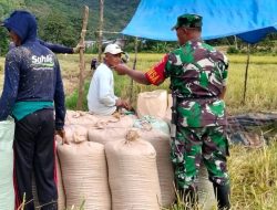 Dari Hamparan Sawah Pattuku, Babinsa Bontocani Kodim 1407/Bone Dampingi Petani Memanen Hasil Pertanian Di Wilayah Binaan