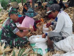 Semangat Gotong Royong Di Tengah Panen, Babinsa Tellu Siattinge Kodim 1407/Bone Bantu Petani Mengolah Jagung Hasil Panen