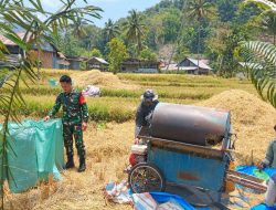 Babinsa Ramil Bontocani Kodim 1407/Bone Dukung Ketahanan Pangan, Dampingi Petani Hingga Perontokan Padi