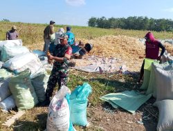 Bersama Petani Menuai Hasil, Babinsa Koramil 14 Libureng Kodim 1407/Bone Dampingi Panen Jagung Di Desa Suwa