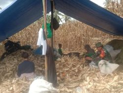 Dari Ladang Untuk Ketahanan Pangan, Babinsa Ramil 05 Ulaweng Kodim 1407/Bone Dampingi Petani Panen Jagung