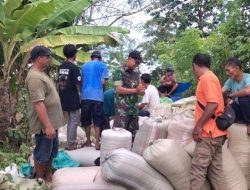 Babinsa Ramil 15 Mare Kodim 1407/Bone Pantau Penimbangan Gabah Petani, Pastikan Proses Berjalan Lancar