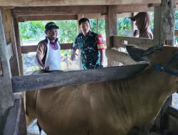 Babinsa Ramil Palakka Kodim 1407/Bone Perkuat Ketahanan Peternakan Lewat Pendampingan Vaksinasi Hewan