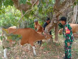 Langkah Preventif Cegah PMK, Babinsa Koramil 15 Mare Kodim Bone Dampingi Petugas Di Lapangan