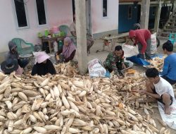 Ringankan Beban Petani, Babinsa Koramil 05 Ulaweng Turun Langsung Bantu Kupas Jagung Pascapanen