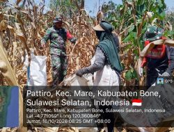 Panen Jagung Jadi Momentum Kebersamaan, Babinsa Koramil Mare Kodim 1407/Bone Bantu Petani Di Pattiro