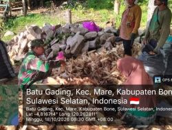 Babinsa Ramil 15 Mare Kodim Bone Bersama Petani, Gotong Royong Kupas Jagung Di Desa Batu Gading