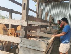 Perkuat Pendampingan Peternak, Babinsa Ramil 05-Ulaweng Kunjungi Lokasi Ternak Sapi Di Taccipong
