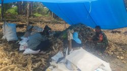 Babinsa Koramil 05-Ulaweng Kodim 1407 Bone Dukung Aktivitas Pertanian Warga Melalui Kegiatan Panen Jagung