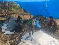 Babinsa Koramil 05-Ulaweng Kodim 1407 Bone Dukung Aktivitas Pertanian Warga Melalui Kegiatan Panen Jagung