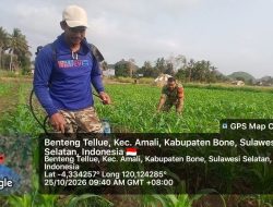 Perkuat Pendampingan Petani, Babinsa Ramil Ulaweng Kodim 1407/Bone Bantu Perawatan Jagung di Wilayah Binaan